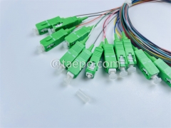 Single mode 12 fibers SC APC to SC APC Fiber optic fanout pigtail